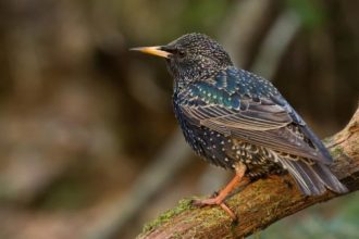 عبور 10 ملايين طائر مهاجر في سماء الأردن سنوياً