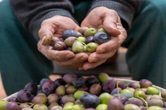 زراعة جرش: إنتاج الزيتون هذا الموسم يتراجع 90% مقارنة بالعام الماضي