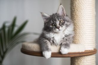 طبيب أردني ينقذ فتاة بعد عدوى قطة 