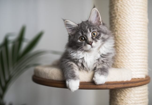 طبيب أردني ينقذ فتاة بعد عدوى قطة 