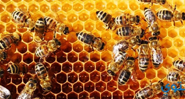 هل يمكن للعسل الأردني تحقيق نقلة اقتصادية رغم التحديات؟