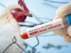 بريطانيا تسجل إصابات بـ H5N1 وأنفلونزا الطيور شديدة الضراوة
