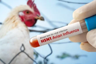 بريطانيا تسجل إصابات بـ H5N1 وأنفلونزا الطيور شديدة الضراوة