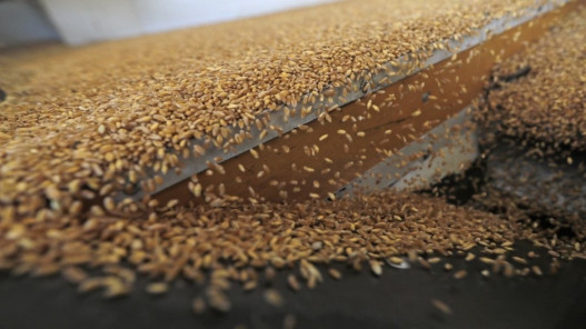 الأردن يشتري نحو 60 ألف طن من القمح