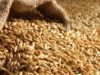 طرح عطاء لشراء كميات من الشعير