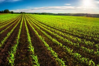 الأمطار الأخيرة تجدد آمال مزارعي الأغوار الشمالية بتحسين الموسم الزراعي