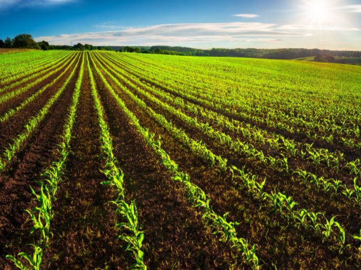 صورة حول : الأمطار الأخيرة تجدد آمال مزارعي الأغوار الشمالية بتحسين الموسم الزراعي الأمطار الأخيرة تجدد آمال مزارعي الأغوار الشمالية بتحسين الموسم الزراعي