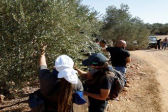 الاحتلال الإسرائيلي يقتلع عشرات أشجار الزيتون في وادي قانا بسلفيت