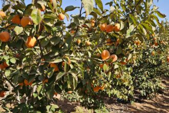 ارتفاع إنتاج الكاكا في المفرق إلى 2500 طن هذا الموسم