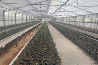 إنتاج مشتـل فيصل الحرجي يتجاوز الخطة بـ150% في جرش…