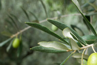 موسم الزيتون الأردني 2025 يسجل انخفاضًا ملحوظًا في الإنتاج حتى نهاية تشرين الثاني