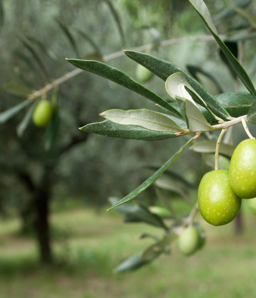 صورة حول : موسم الزيتون الأردني 2025 يسجل انخفاضًا ملحوظًا في الإنتاج حتى نهاية تشرين الثاني موسم الزيتون الأردني 2025 يسجل انخفاضًا ملحوظًا في الإنتاج حتى نهاية تشرين الثاني
