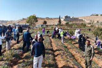 زراعة الزعفران في المفرق.. قصة نجاح زراعية وريادية تفتح أبواب فرص العمل والسياحة الزراعية