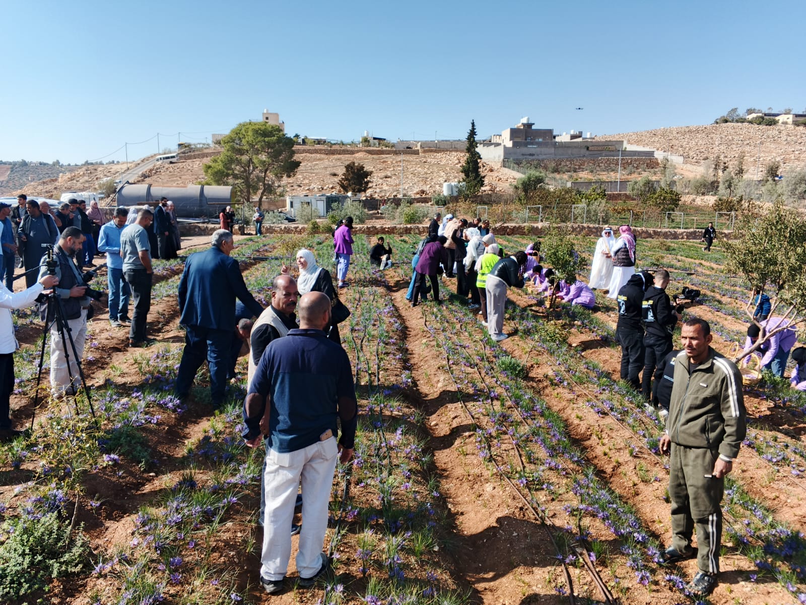 صورة حول : زراعة الزعفران في المفرق.. قصة نجاح زراعية وريادية تفتح أبواب فرص العمل والسياحة الزراعية زراعة الزعفران في المفرق.. قصة نجاح زراعية وريادية تفتح أبواب فرص العمل والسياحة الزراعية