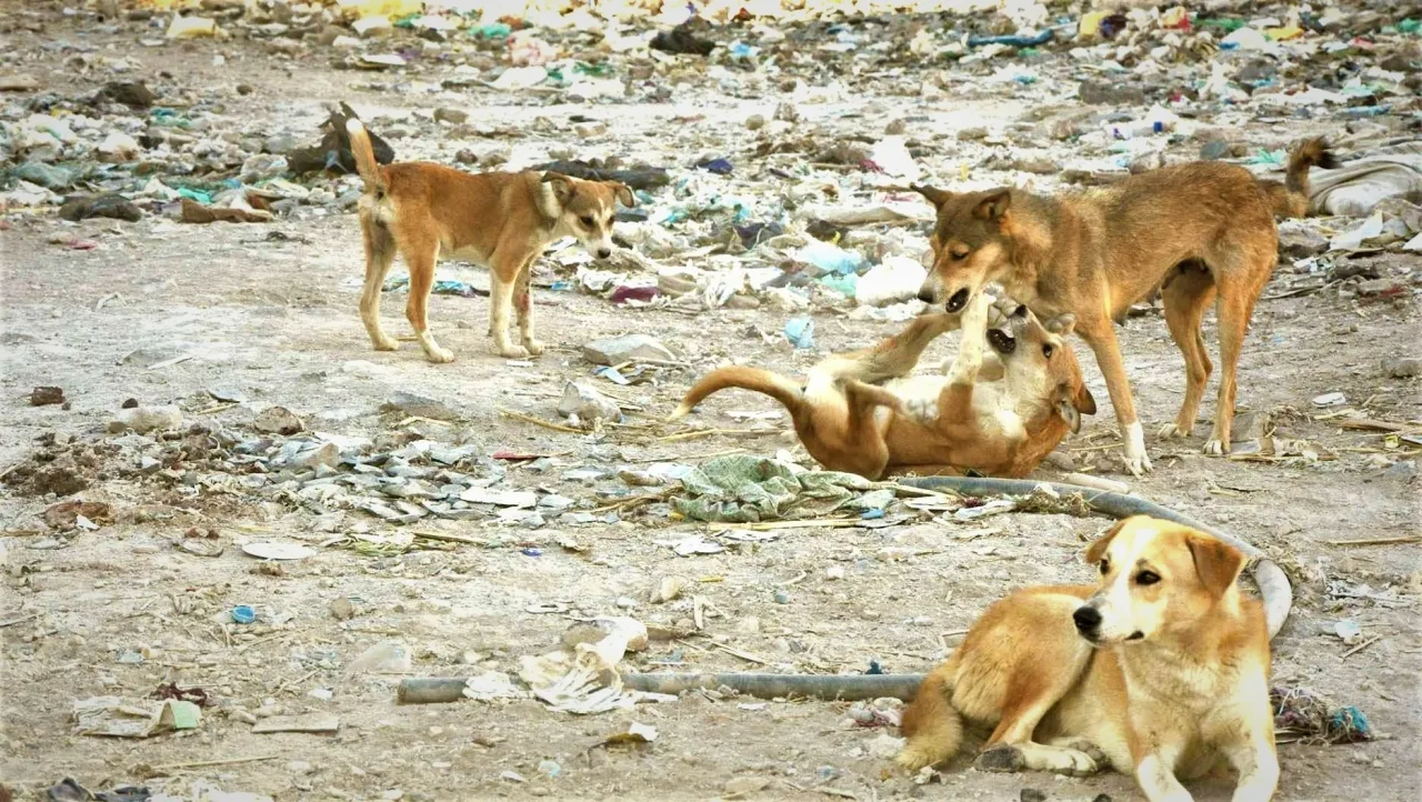 صورة حول : كلب ضال يهاجم طفلا بالكرك كلب ضال يهاجم طفلا بالكرك