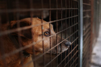 إربد الكبرى: تجهيز أرض لإيواء الكلاب الضالة