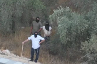 مقاومة الاستيطان: موسم الزيتون الحالي هو الأخطر