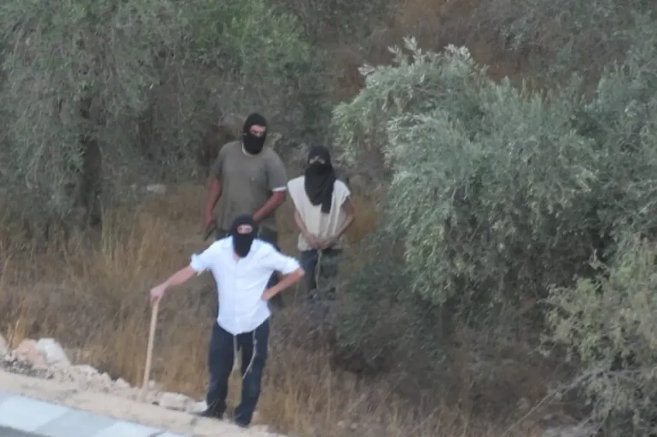 مقاومة الاستيطان: موسم الزيتون الحالي هو الأخطر