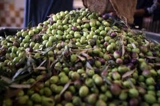 كيفية زكاة الزيتون… الإفتاء توضح