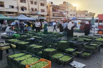 إربد: حركة تجارية نشطة لبيع الزيتون