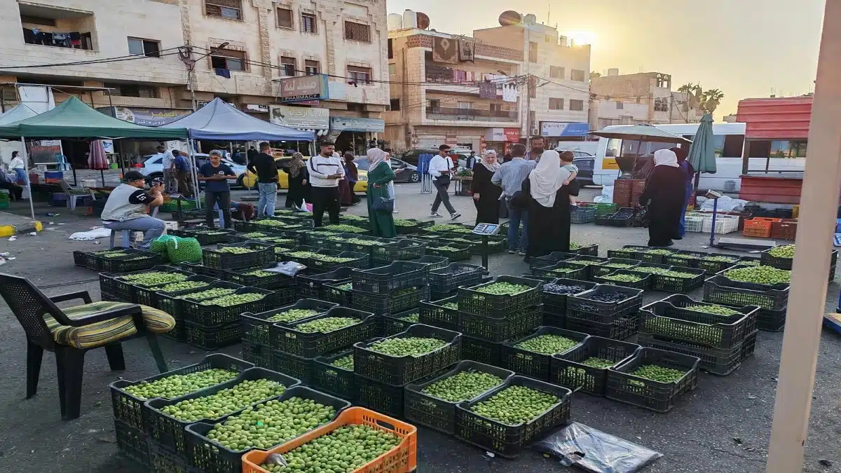 صورة حول : إربد: حركة تجارية نشطة لبيع الزيتون إربد: حركة تجارية نشطة لبيع الزيتون