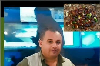 بلوطُنا وكستناؤهم