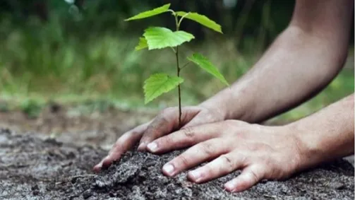 وزير الشباب يشارك في حملة تشجير بـالمفرق ضمن برنامج «التطوع الأخضر»