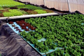 جرش تنفذ 276 مشروع حصاد مائي لتعزيز استدامة الزراعة