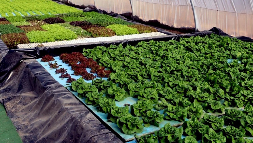 جرش تنفذ 276 مشروع حصاد مائي لتعزيز استدامة الزراعة