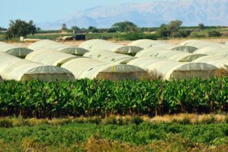 الخريسات: الهطولات الغزيرة تعزز خصوبة التربة وترفع إنتاجية المحاصيل البعلية