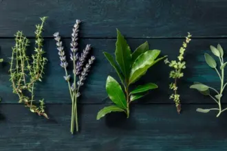 نباتات منزلية طبيعية لطرد الحشرات وحماية البيت في الصيف