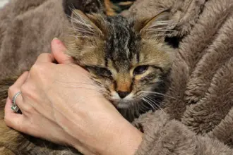 اكتشاف بكتيريا جديدة تنتقل من الحيوانات الأليفة للبشر