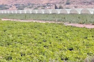 ارتفاع أسعار المنتجين الزراعيين 6.9% خلال عشرة أشهر