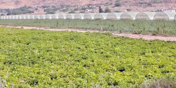 صورة حول : ارتفاع أسعار المنتجين الزراعيين 6.9% خلال عشرة أشهر ارتفاع أسعار المنتجين الزراعيين 6.9% خلال عشرة أشهر