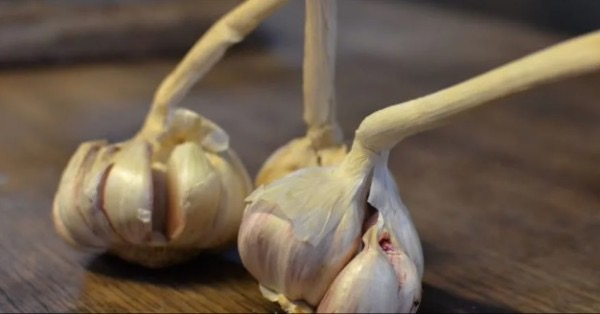 الثوم: كنز طبيعي لتعزيز الصحة وطول العمر