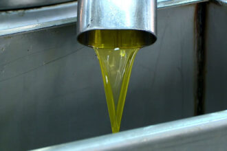 الزراعة: خلو مهرجان الزيتون من حالات الغش