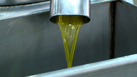 الزراعة: خلو مهرجان الزيتون من حالات الغش