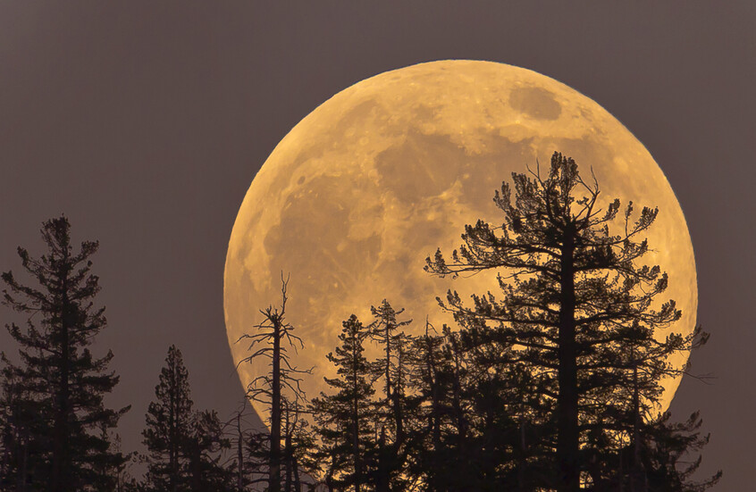 صورة حول : القمر العملاق يضيء سماء المملكة غدًا الجمعة القمر العملاق يضيء سماء المملكة غدًا الجمعة