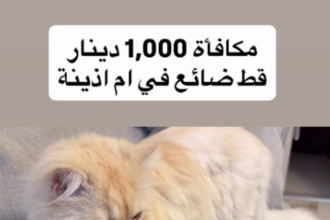 مكافأة ألف دينار لمن يعثر على قطة مفقودة في أم أذينة