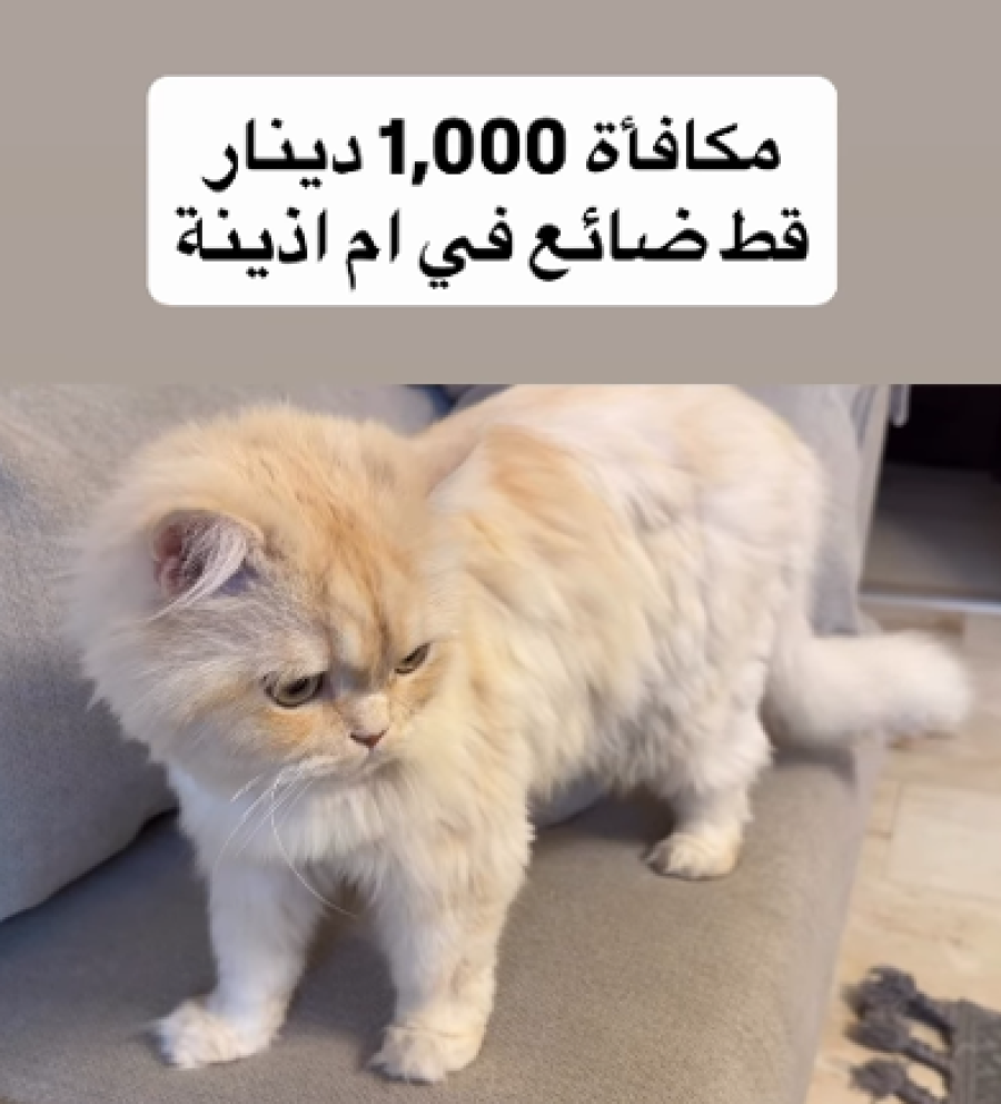 مكافأة ألف دينار لمن يعثر على قطة مفقودة في أم أذينة