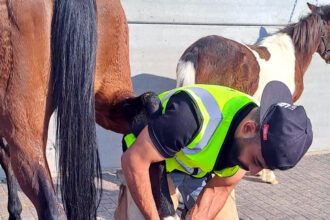 اختتام برنامج تدريبي متخصص في فن التعامل مع الخيول والحذو في العقبة