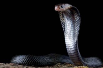 سجن رجل في بريطانيا بسبب سوء معاملة أفعى وكلاب