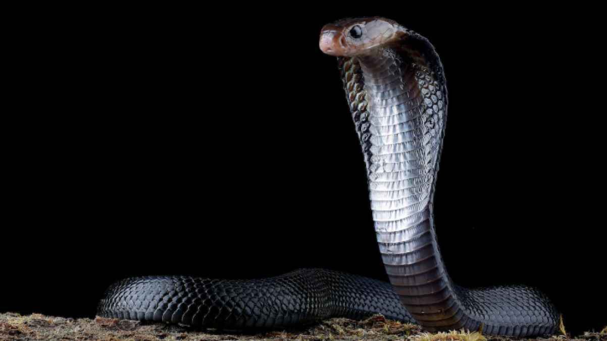 سجن رجل في بريطانيا بسبب سوء معاملة أفعى وكلاب