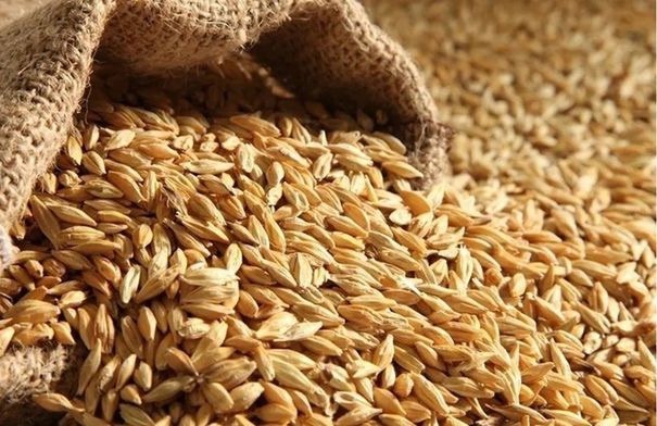 عطاء حكومي لشراء مئات الأطنان من الشعير