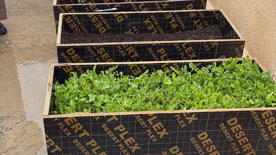 مبادرة زراعية نوعية في أم القطين لاستغلال أسطح المباني وتعزيز الزراعة الحضرية