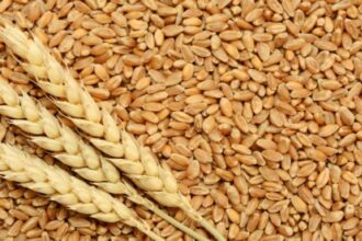 ارتفاع أسعار القمح في أوروبا لأعلى مستوى منذ 3 أسابيع