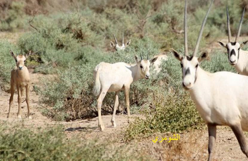 المحميات الطبيعية - الحيوانات والنباتات النادرة في الأردن.