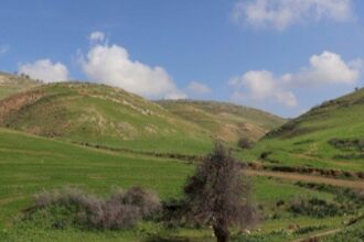 الكورة تبدأ حملة زراعة 30 ألف شجرة خلال العام الحالي