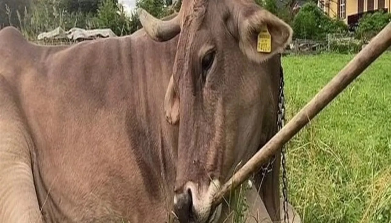 صورة حول : ذكاء يفوق التوقع.. 6 حيوانات تثبت أن العقل ليس حكراً على البشر ذكاء يفوق التوقع.. 6 حيوانات تثبت أن العقل ليس حكراً على البشر