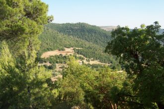 الزراعة: تراجع التعديات الحرجية 60% وتشديد العقوبات لحماية الغابات